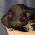 OMSTAR BULL TRINITI