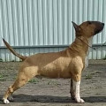 OKSITAILS GROOT TRISTIXBULL OKSITAILS GROOT TRISTIXBULL