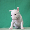 TRISTIBULL FUMICO