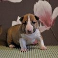 TRISTIXBULL TSILYA