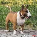 MARVI'S STILE ZAK BULLY BOY MARVI'S STILE ZAK BULLY BOY