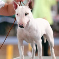 ZHEKADOGS ZIMA