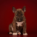 OMSTAR BULL ASTOR OMSTAR BULL ASTOR