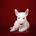 OMSTAR BULL AMORE MIO OMSTAR BULL AMORE MIO