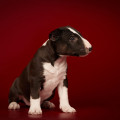 OMSTAR BULL ARABICA OMSTAR BULL ARABICA