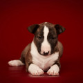 OMSTAR BULL AGATHA CRISTY OMSTAR BULL AGATHA CRISTY