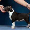 OMSTAR BULL NOX OMSTAR BULL NOX