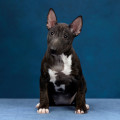 OMSTAR BULL NARNIA OMSTAR BULL NARNIA