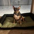ALMA DE BULL KONSTANTIN