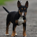 TRISTIXBULL SCHIVA TRISTIXBULL SCHIVA