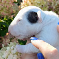 TRISTIXBULL YUSCHKA TRISTIXBULL YUSCHKA