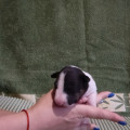 TRISTIXBULL YANKA TRISTIXBULL YANKA