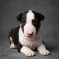 COURAGE CLUB DARING COURAGE CLUB DARING