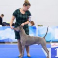 DUSIT THAI RIDGEBACK OTHELLO OF BUA LUANG DUSIT THAI RIDGEBACK OTHELLO OF BUA LUANG