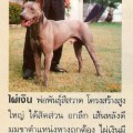 PHAI-NGERN OF DAEN THAI