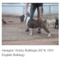 VICTORY BULLDOGS AARAGON