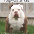 GARGOYLE'S CYRUS