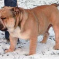CHARLES CHUNKY BULLDOG MY OLE WIN