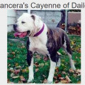 MANCERA'S CAYENNE OF DAILEY