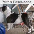 PELTO'S PASCALEENA