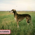 MARTA-HABIBA