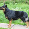 BARYSHNYA-KRESTIANKA DLYA ELENIGORII