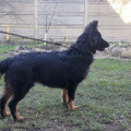 NIGHT HUNTER VOM HOF ANIRI NIGHT HUNTER VOM HOF ANIRI