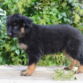 RUMATA ESTORSKIY S ELENIGORII