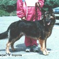 ANNEJET Z GIPOVA