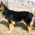 ARIZA VERNA BELINDA