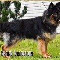 BRAND DRAUGLUIN
