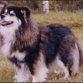 BERNOBAN HELLEENA