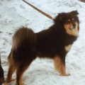 PESKI KUNTO