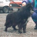 PESKI MUHVI