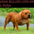 HAVANA BULLIES LION KING H.Q. BULLYS