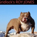 GRIDLOCK'S ROY JONES