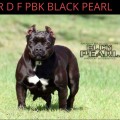 P R D F PBK BLACK PEARL