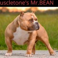 MUSCLETONE'S MR.BEAN