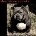 MUSCLETONE'S SMOKE