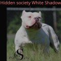 HIDDEN SOCIETY WHITE SHADOW