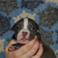 DIAMOND BULLY VASABI DIAMOND BULLY VASABI