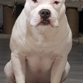 DIAMOND BULLY VEGAS DIAMOND BULLY VEGAS