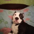 DIAMOND BULLY VALERI DIAMOND BULLY VALERI
