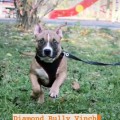 DIAMOND BULLY VINCHI DIAMOND BULLY VINCHI