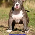 DIAMOND BULLY VIKING DIAMOND BULLY VIKING
