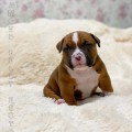 DIAMOND BULLY HECTOR DIAMOND BULLY HECTOR