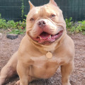 DIAMOND BULLY DISNEY DIAMOND BULLY DISNEY