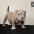 DIAMOND BULLY DARWIN DIAMOND BULLY DARWIN