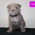 DIAMOND BULLY DAFNA DIAMOND BULLY DAFNA
