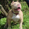DIAMOND BULLY DUNA DIAMOND BULLY DUNA